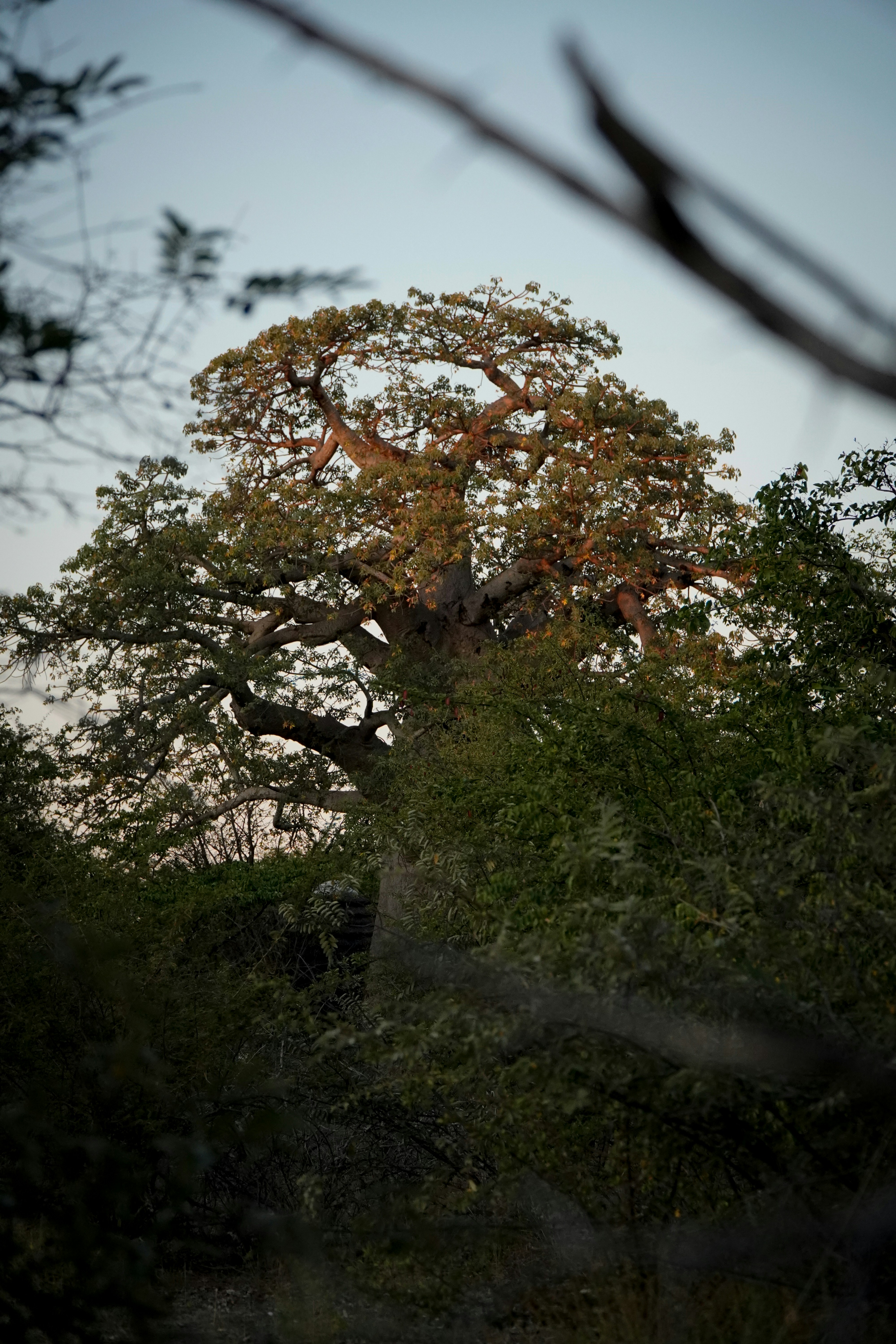 Tanzania savanna