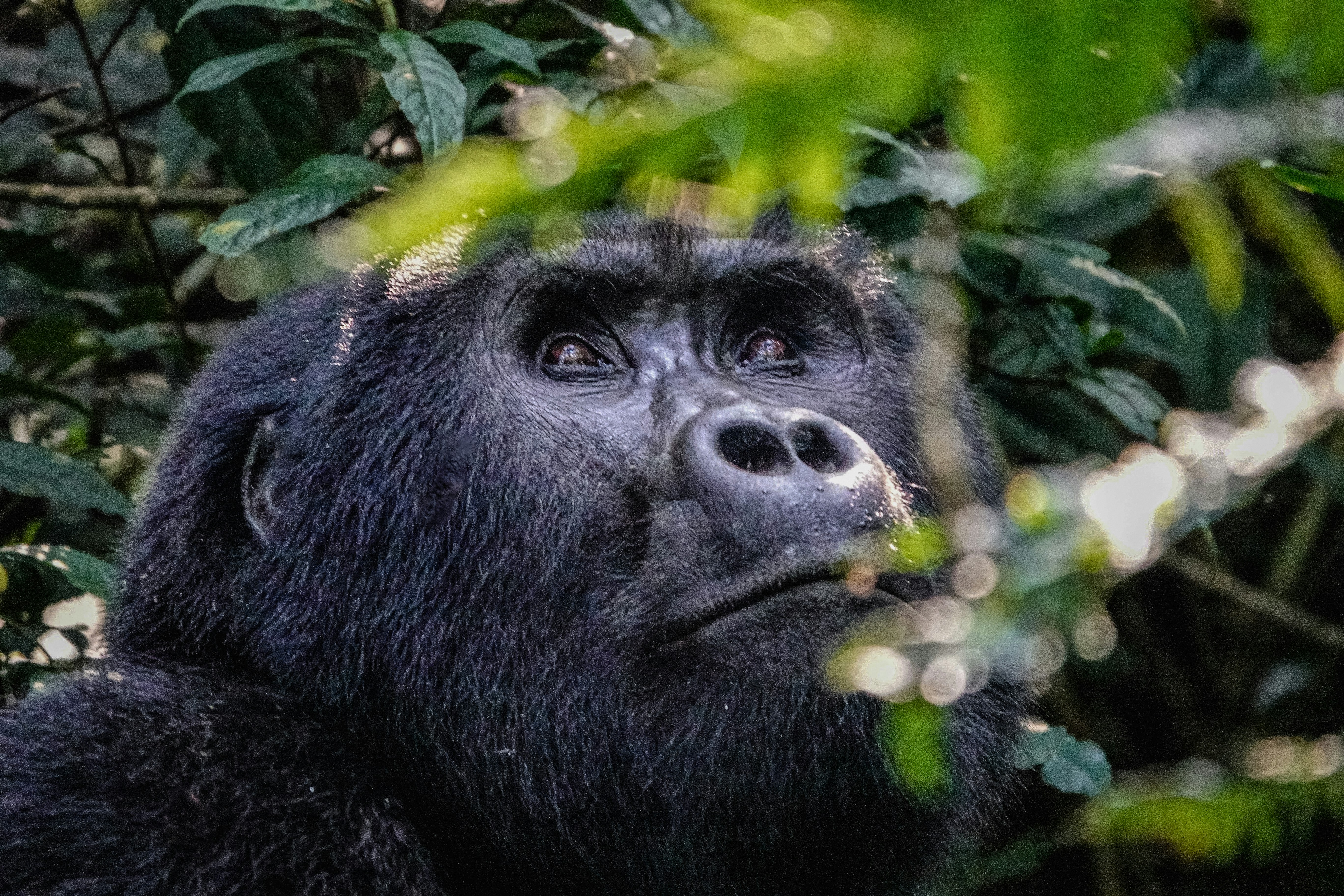 Mountain gorillas in Bwindi forest