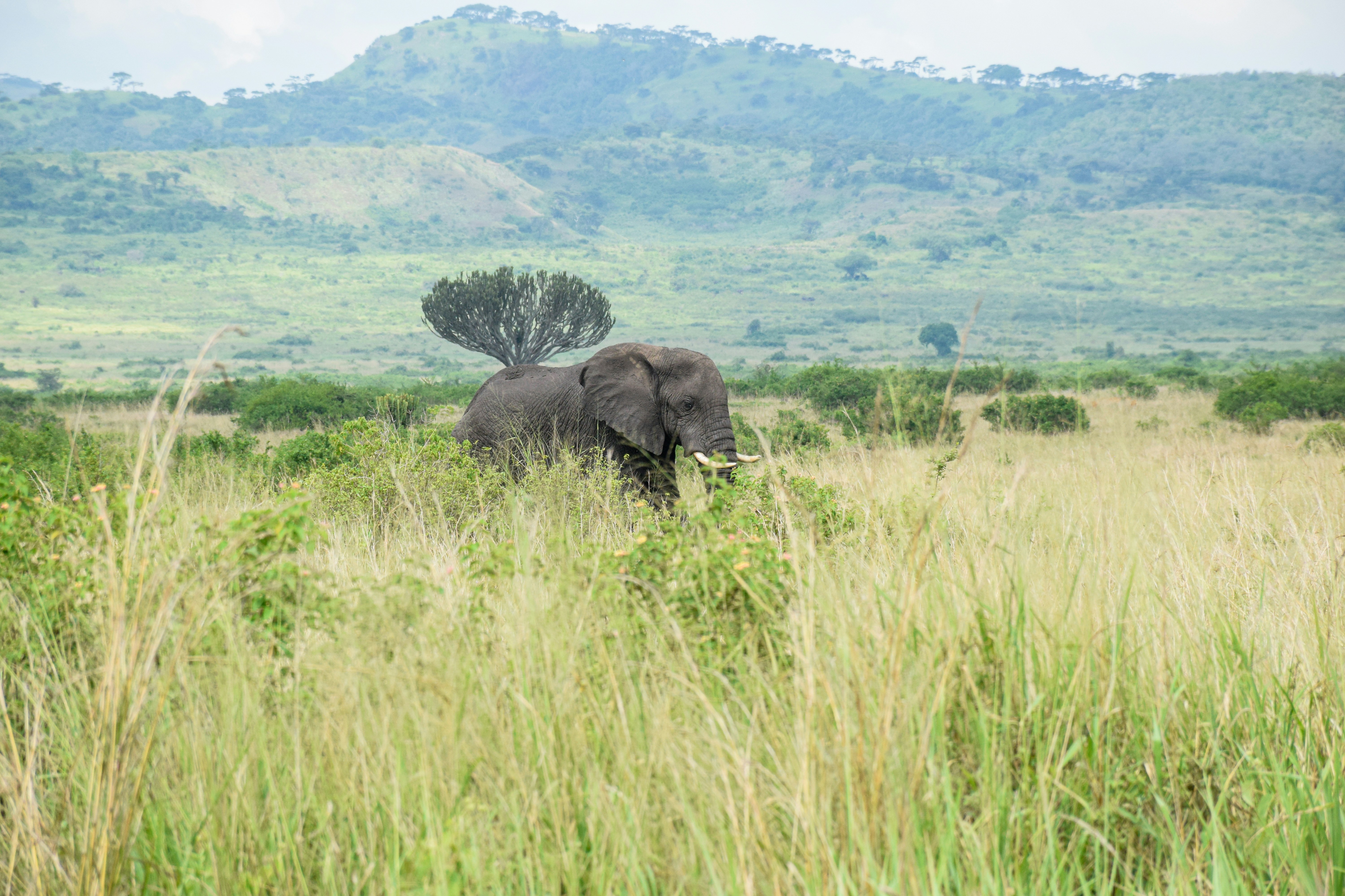 Conservation partners — field work in East Africa